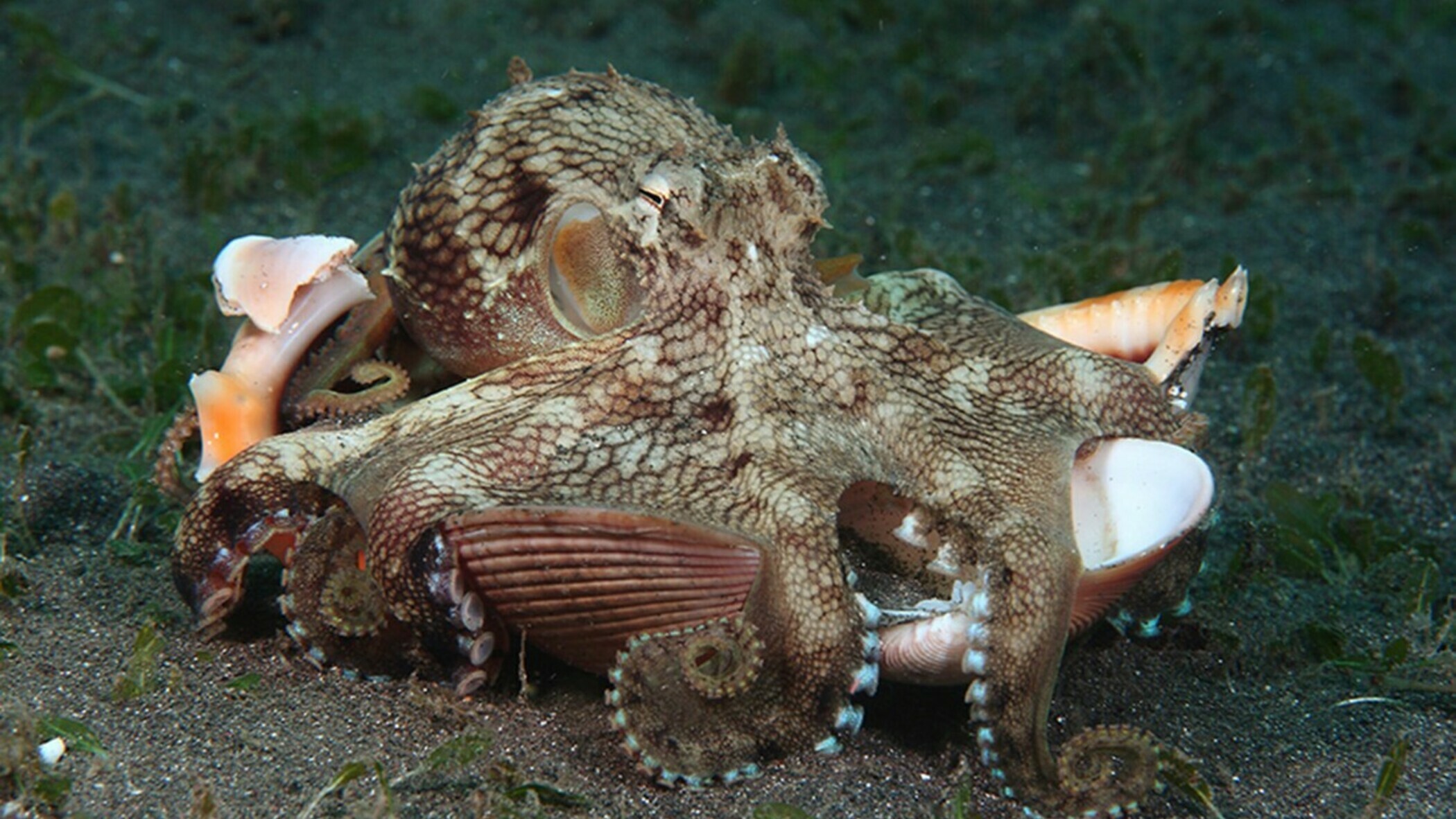 осьминог охотится. мурена против осьминога. черноморский осьминог. осьминог есть рыбу. морские обитатели осьминог.