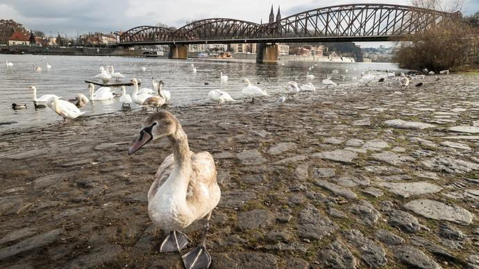Babišova vláda může udělat něco pozitivního: zbourat železniční most pod Vyšehradem
