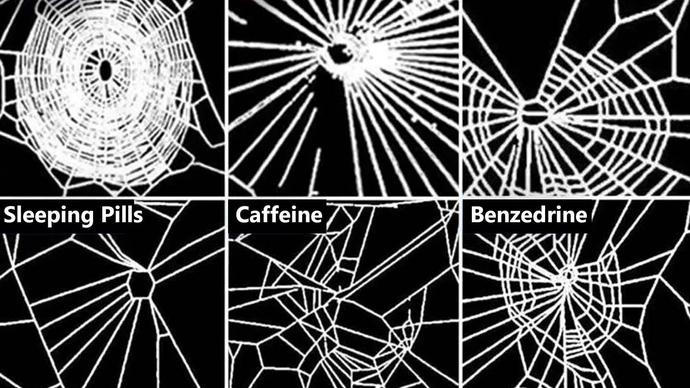 Pavouci na drogách stavěli zničené sítě. Stejně dopadá i lidský výkon